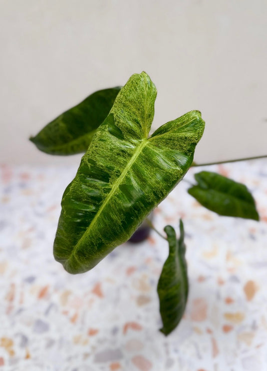 Philodendron Burle Marx Mint X Paraiso Verde