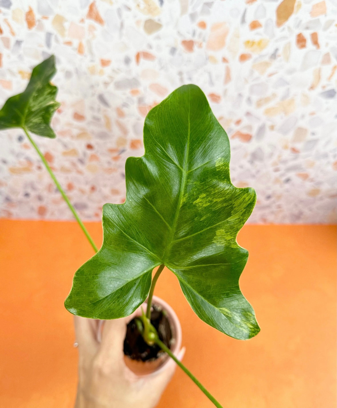 Thaumatophyllum Williamsii Variegated - AroidzOasis