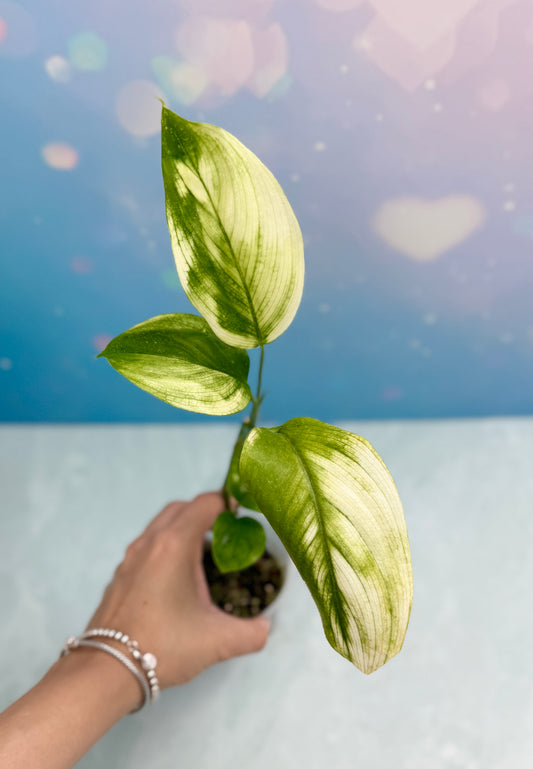 Scindapsus White Monster