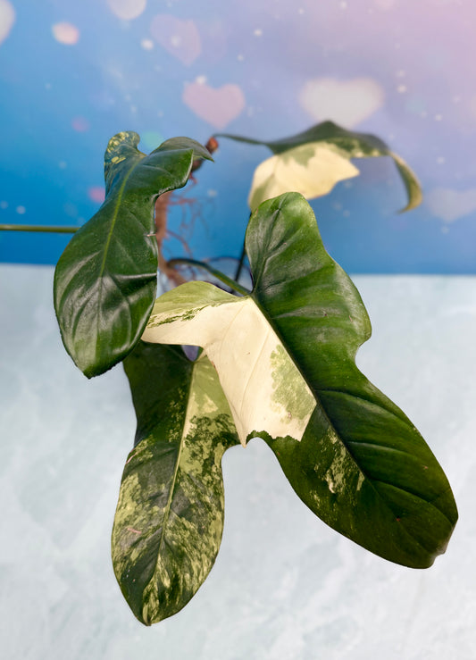 Philodendron Bipennifolium Variegated 'Violin'