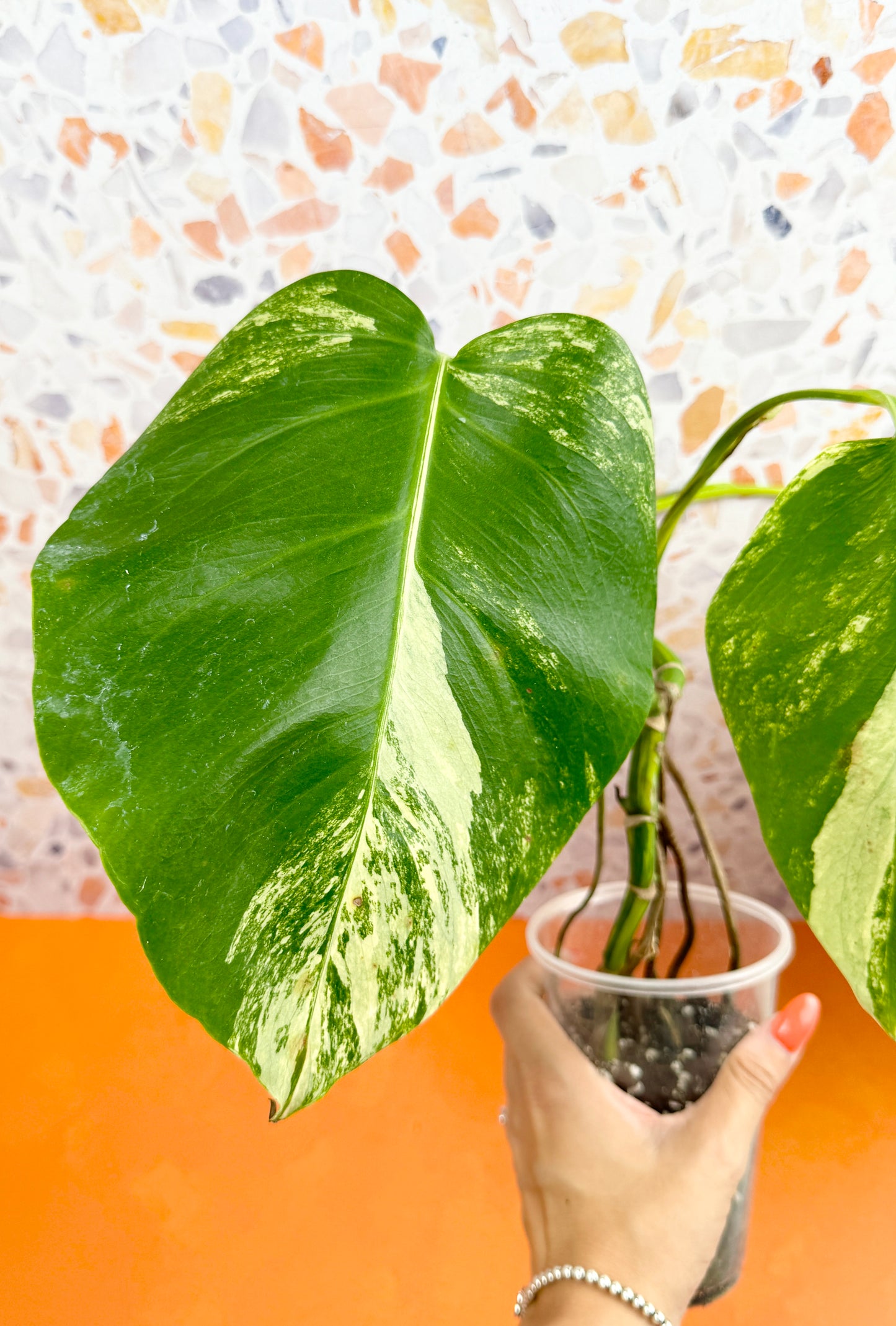 Monstera Borsigiana Aurea - AroidzOasis