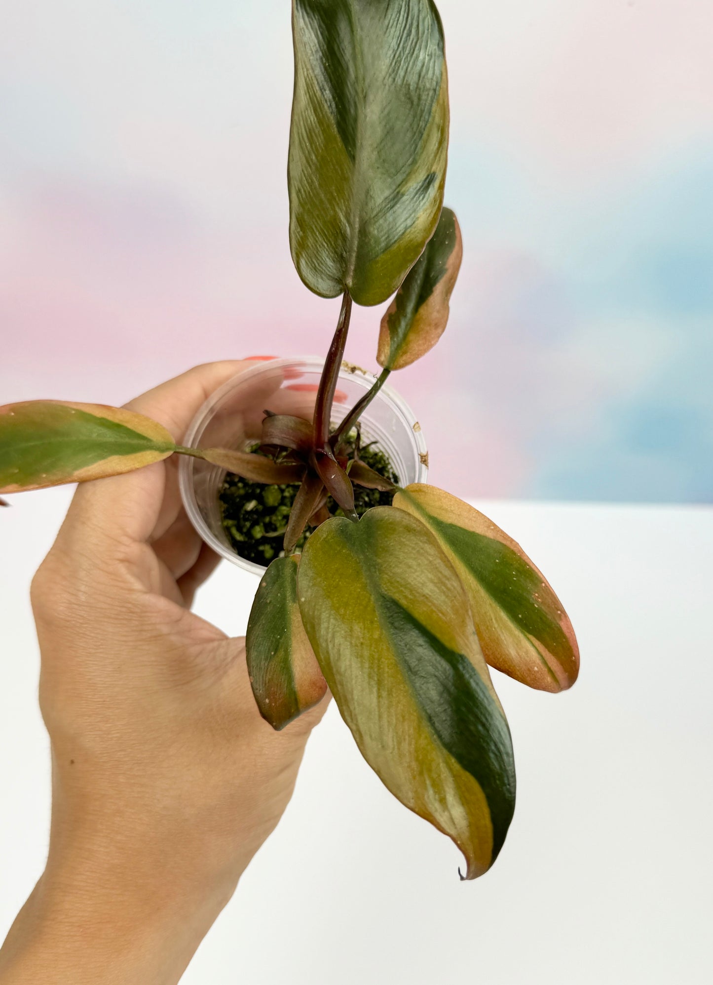 Philodendron Black Cardinal Variegated - AroidzOasis