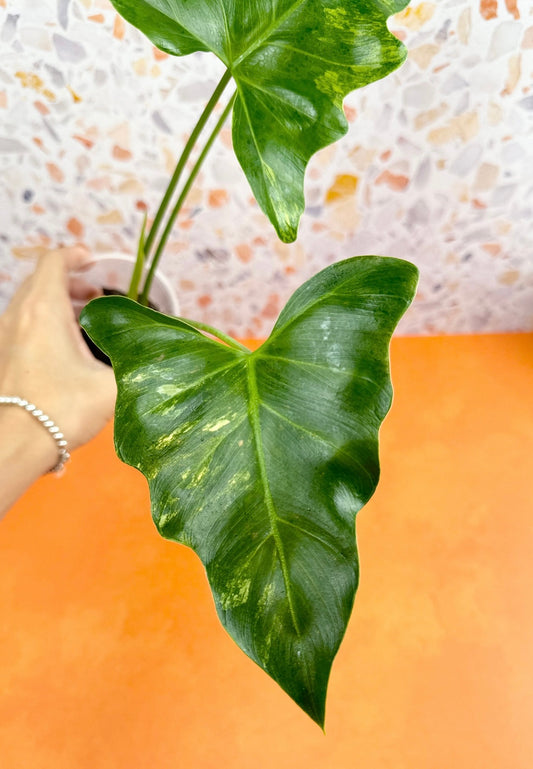 Thaumatophyllum Williamsii Variegated - AroidzOasis