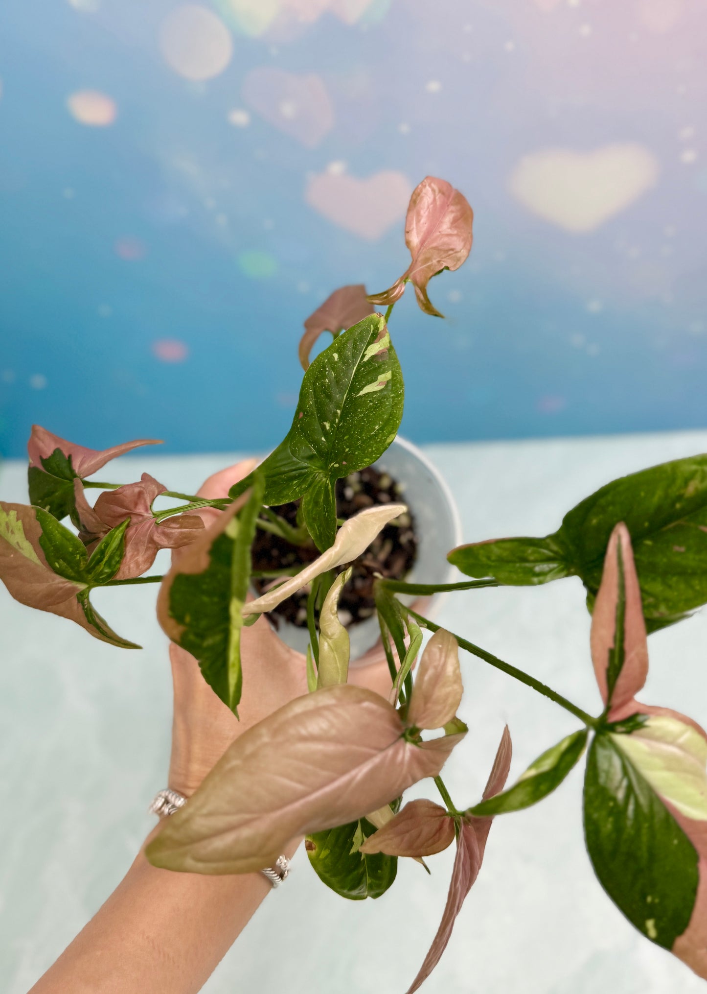 Syngonium Red Spot Tri-Color Bushel