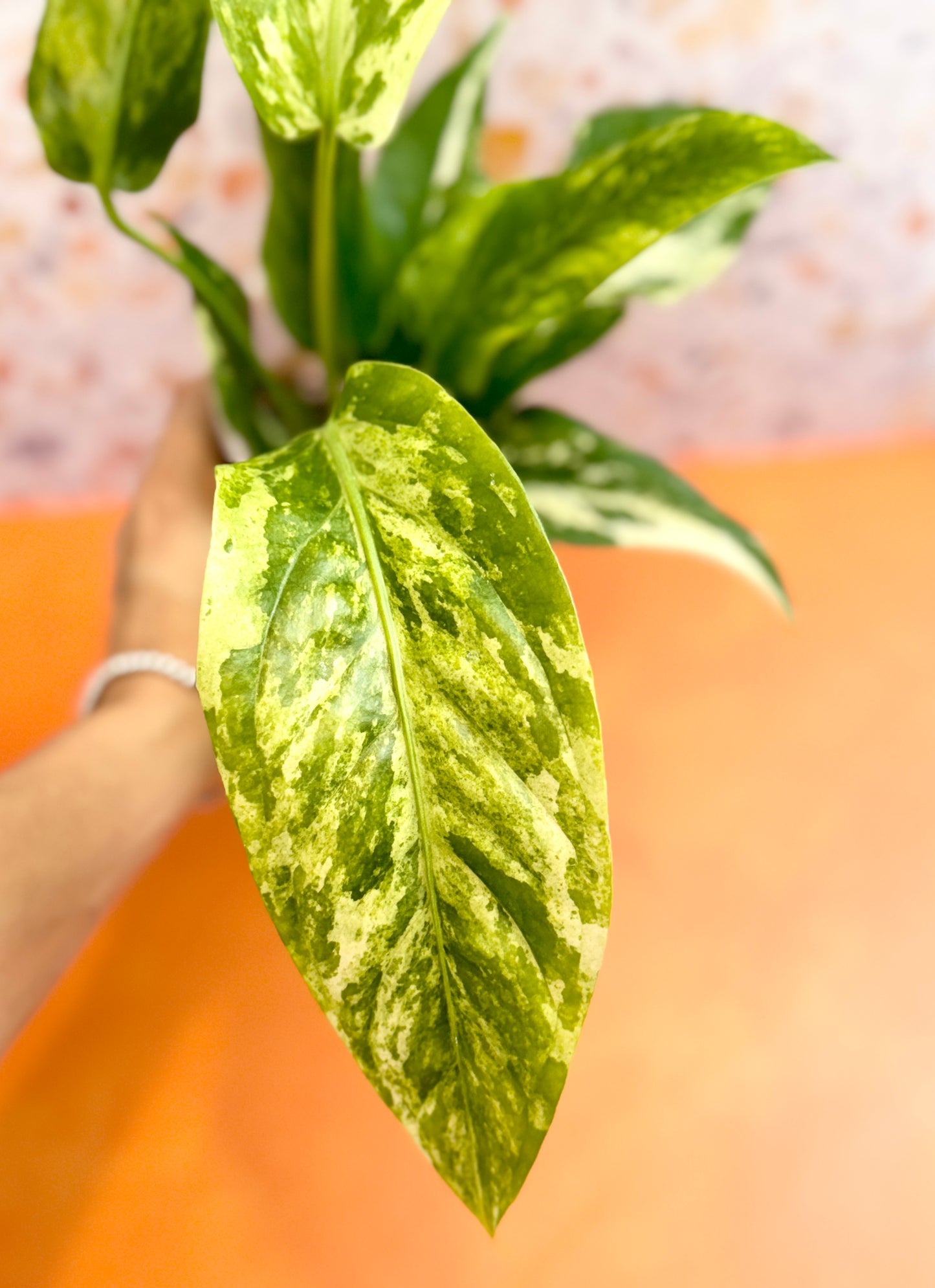 Anthurium ‘Hookeri’ Variegated