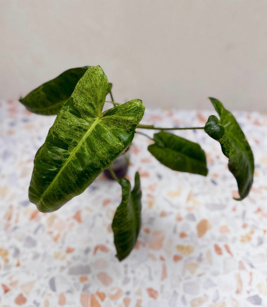 Philodendron Burle Marx Mint X Paraiso Verde