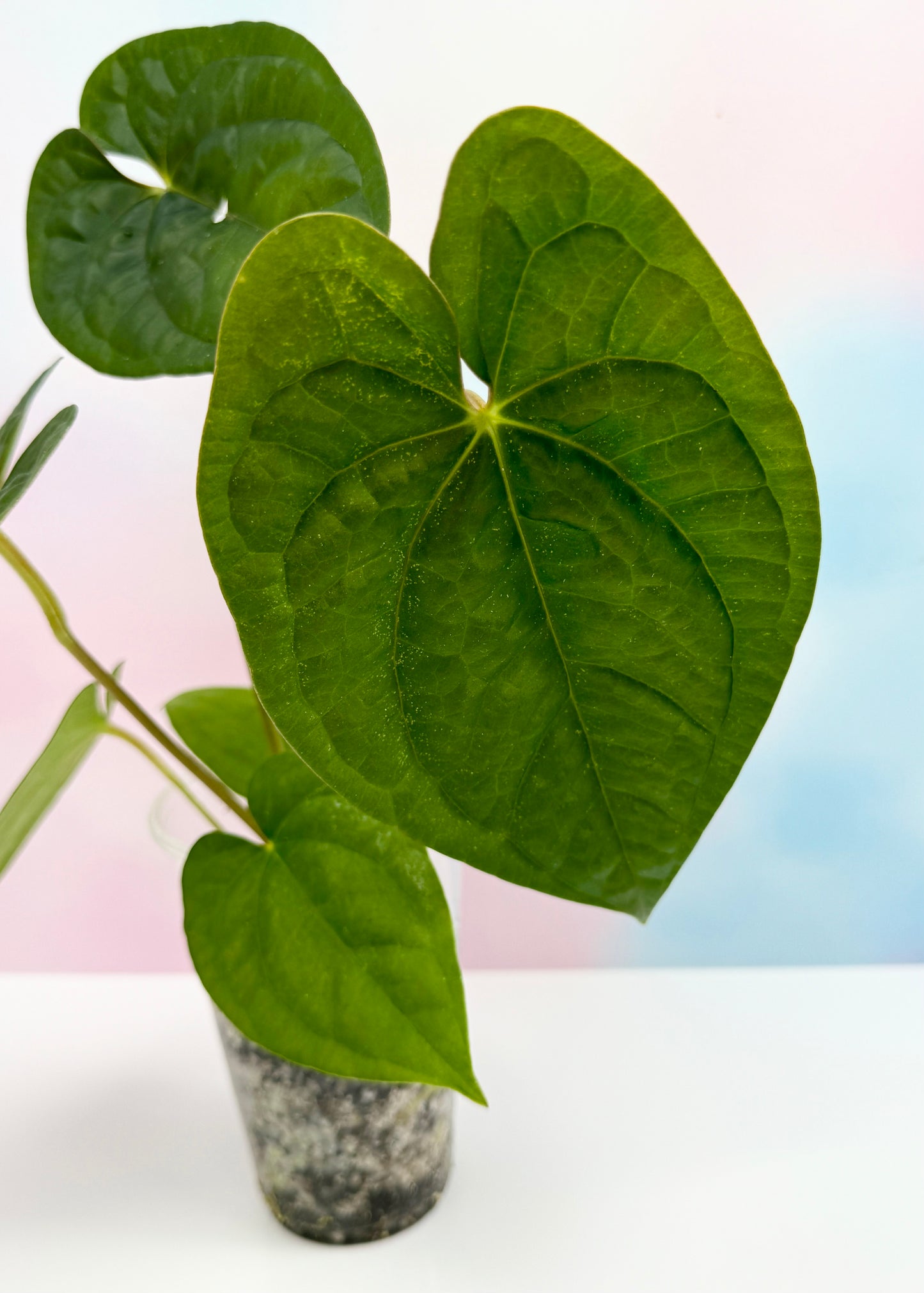Anthurium Dark Phoenix x Luxurians - AroidzOasis