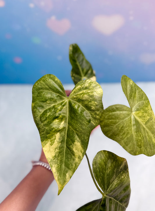 Anthurium Sweet Love Variegated