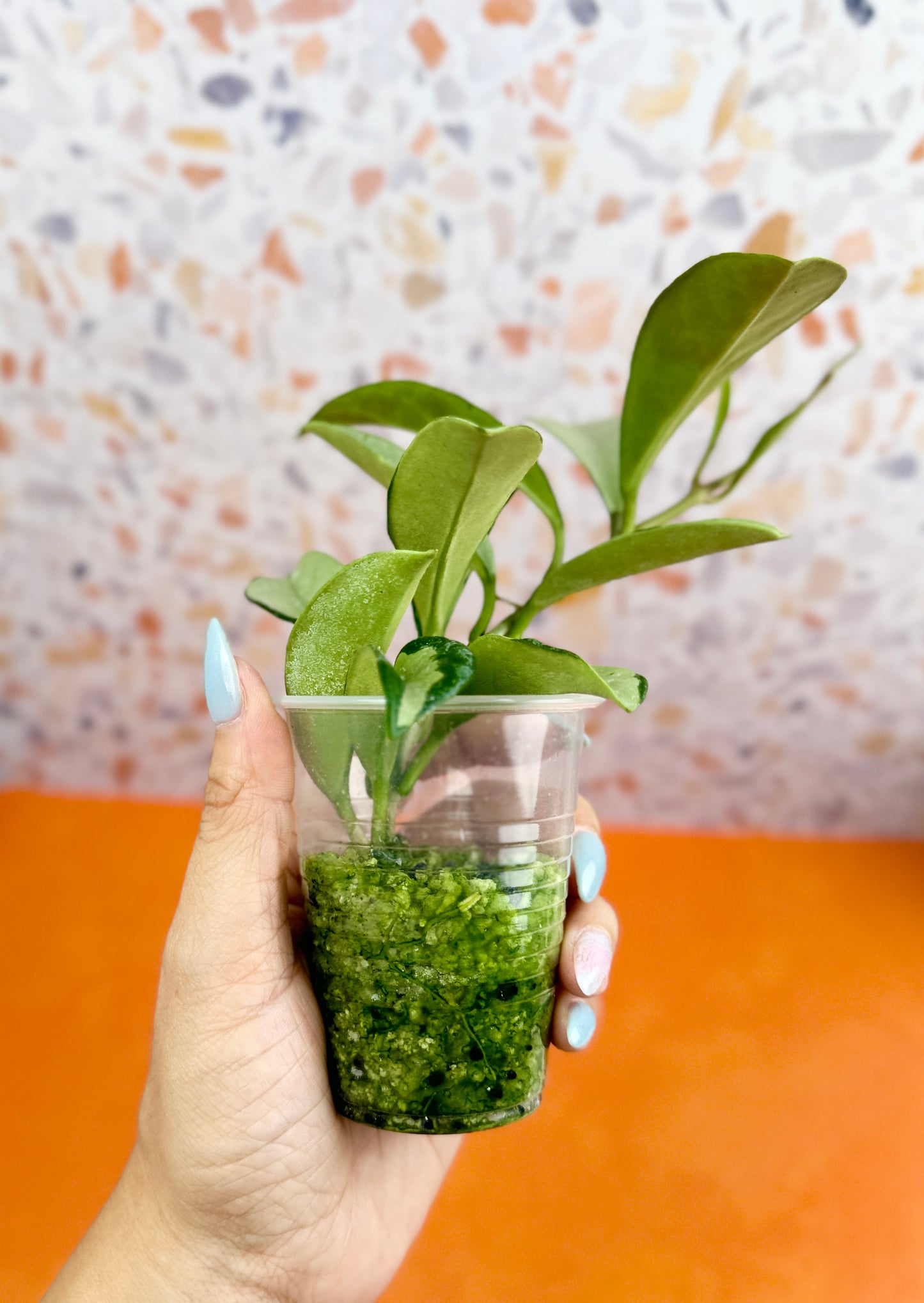 Hoya Silver Moon - AroidzOasis