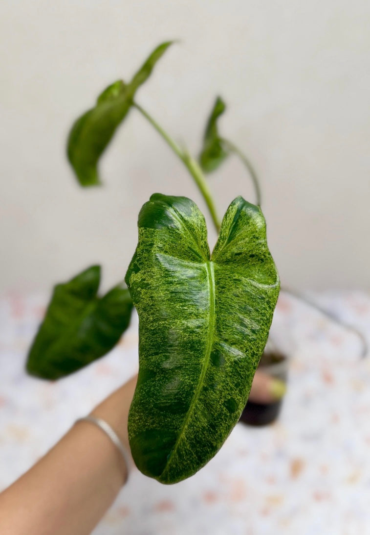Philodendron Burle Marx Mint X Paraiso Verde