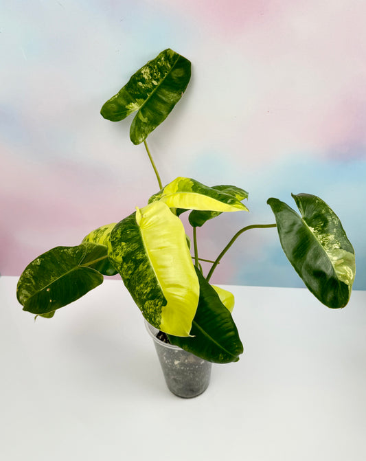 Philodendron Burle Marx Variegated - AroidzOasis