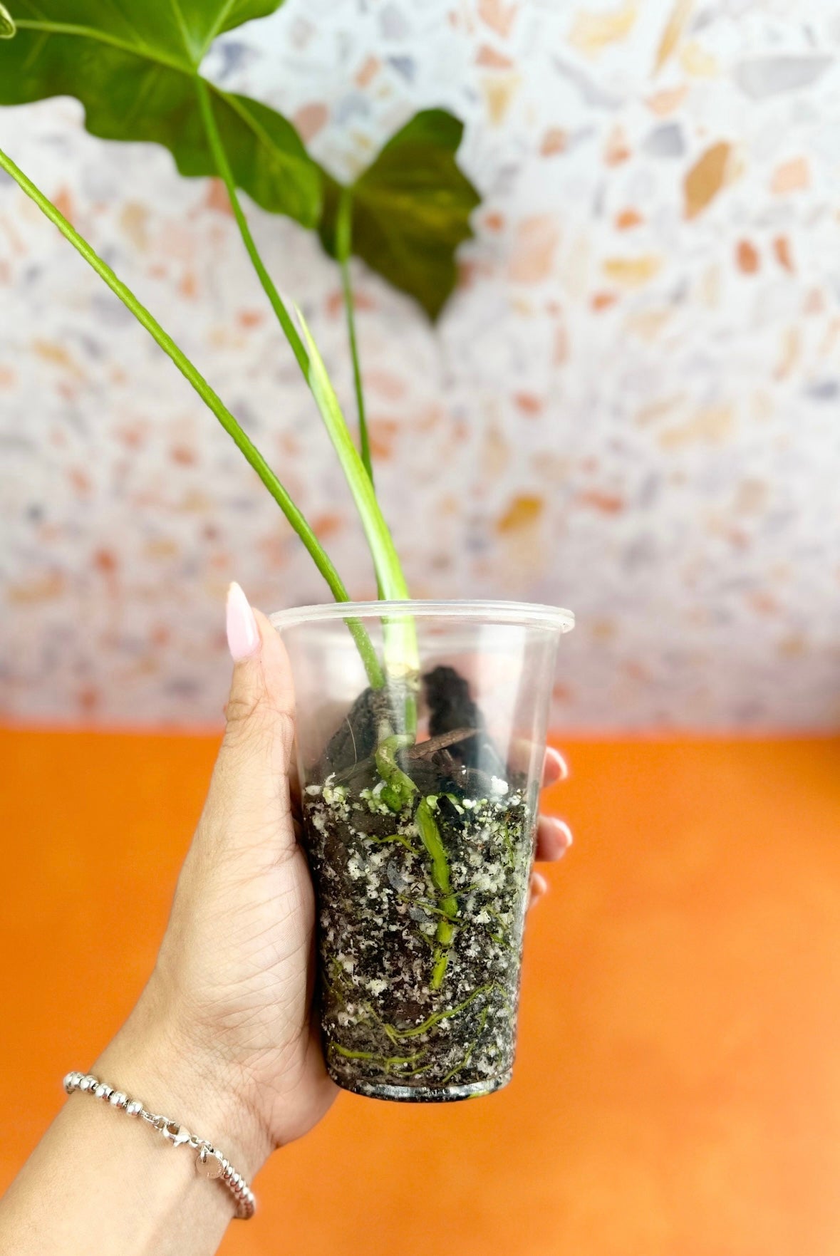 Thaumatophyllum Williamsii Variegated - AroidzOasis