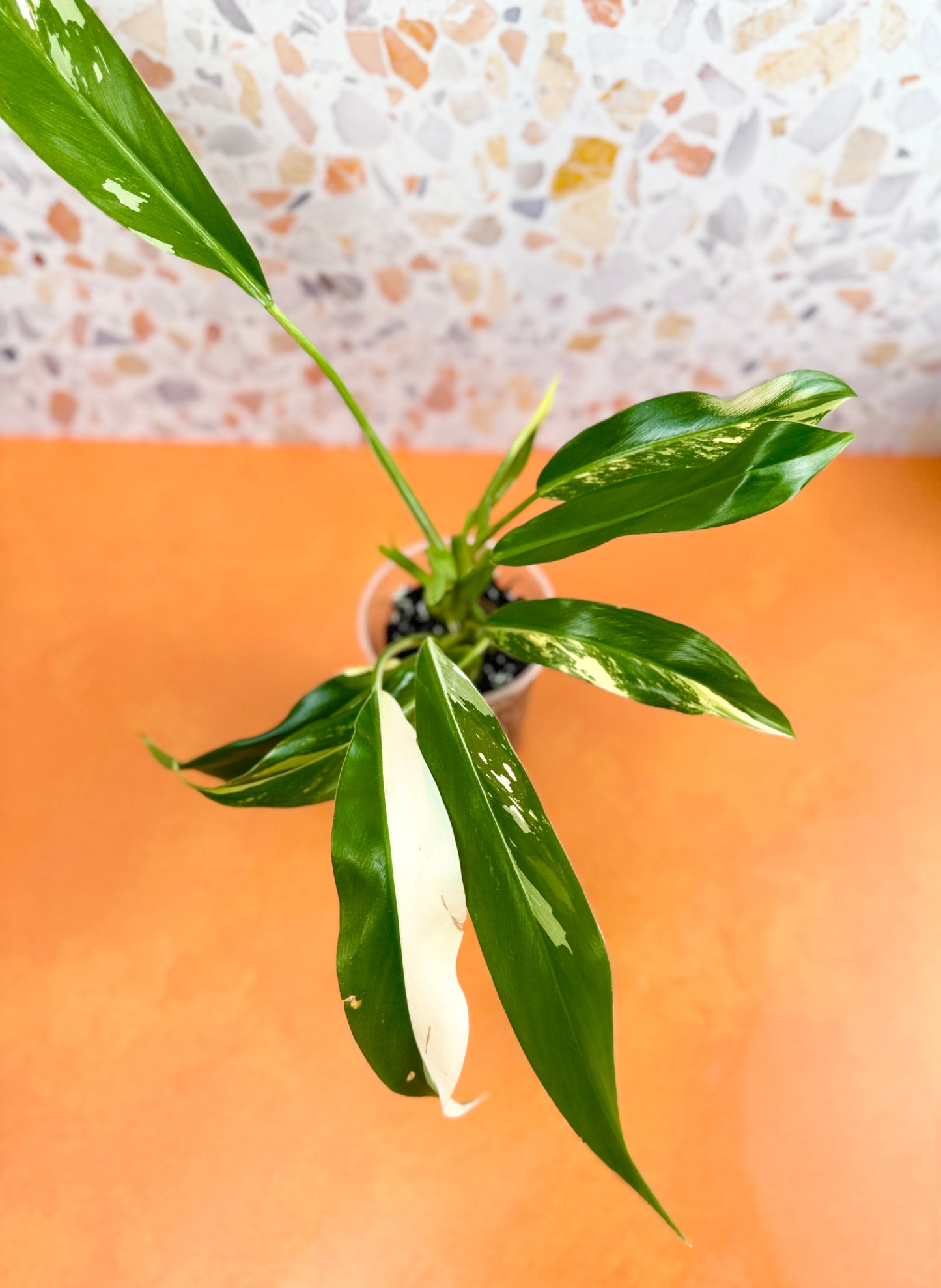 Philodendron Wende Imbe Variegated - AroidzOasis