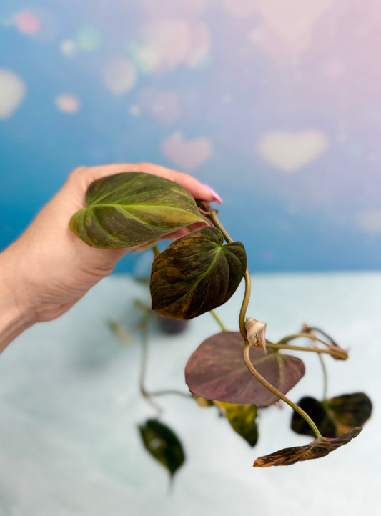 Philodendron Micans Variegated
