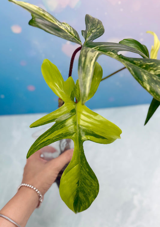 Florida Beauty Variegated