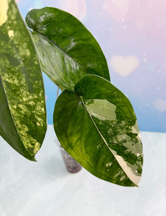 Syngonium Chiapense Variegated