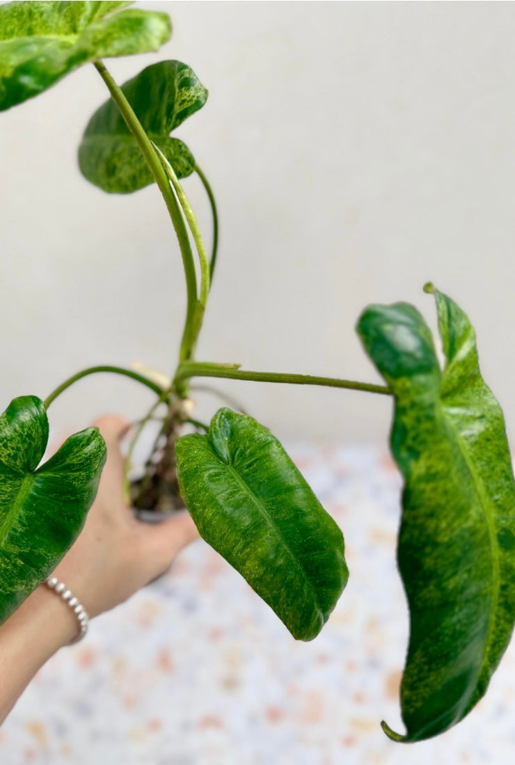 Philodendron Burle Marx Mint X Paraiso Verde