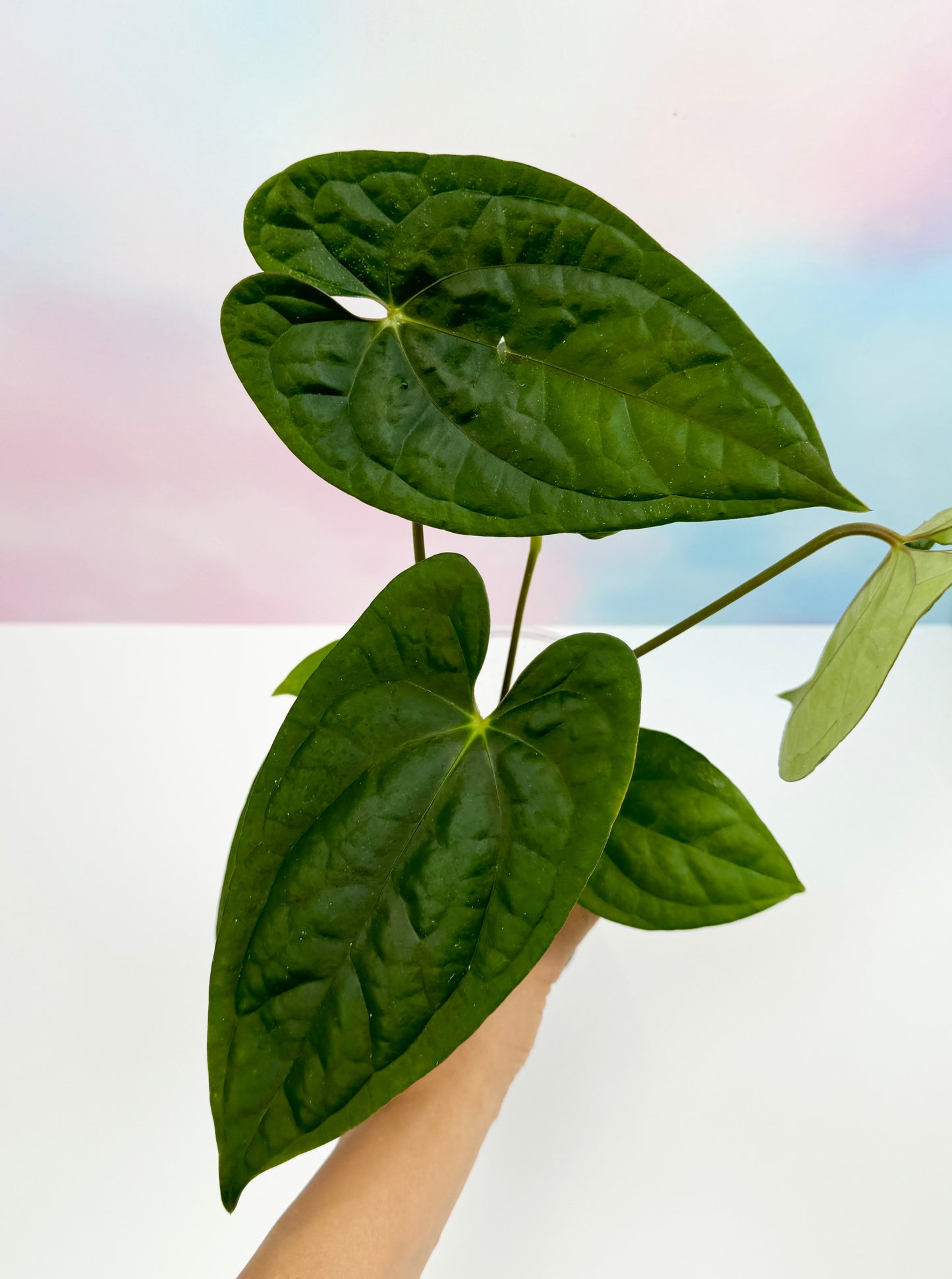 Anthurium Dark Phoenix x Luxurians - AroidzOasis