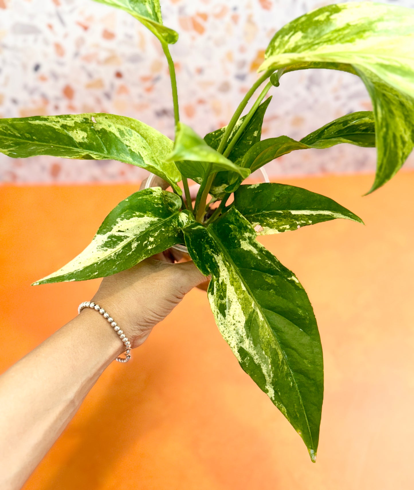 Anthurium ‘Hookeri’ Variegated