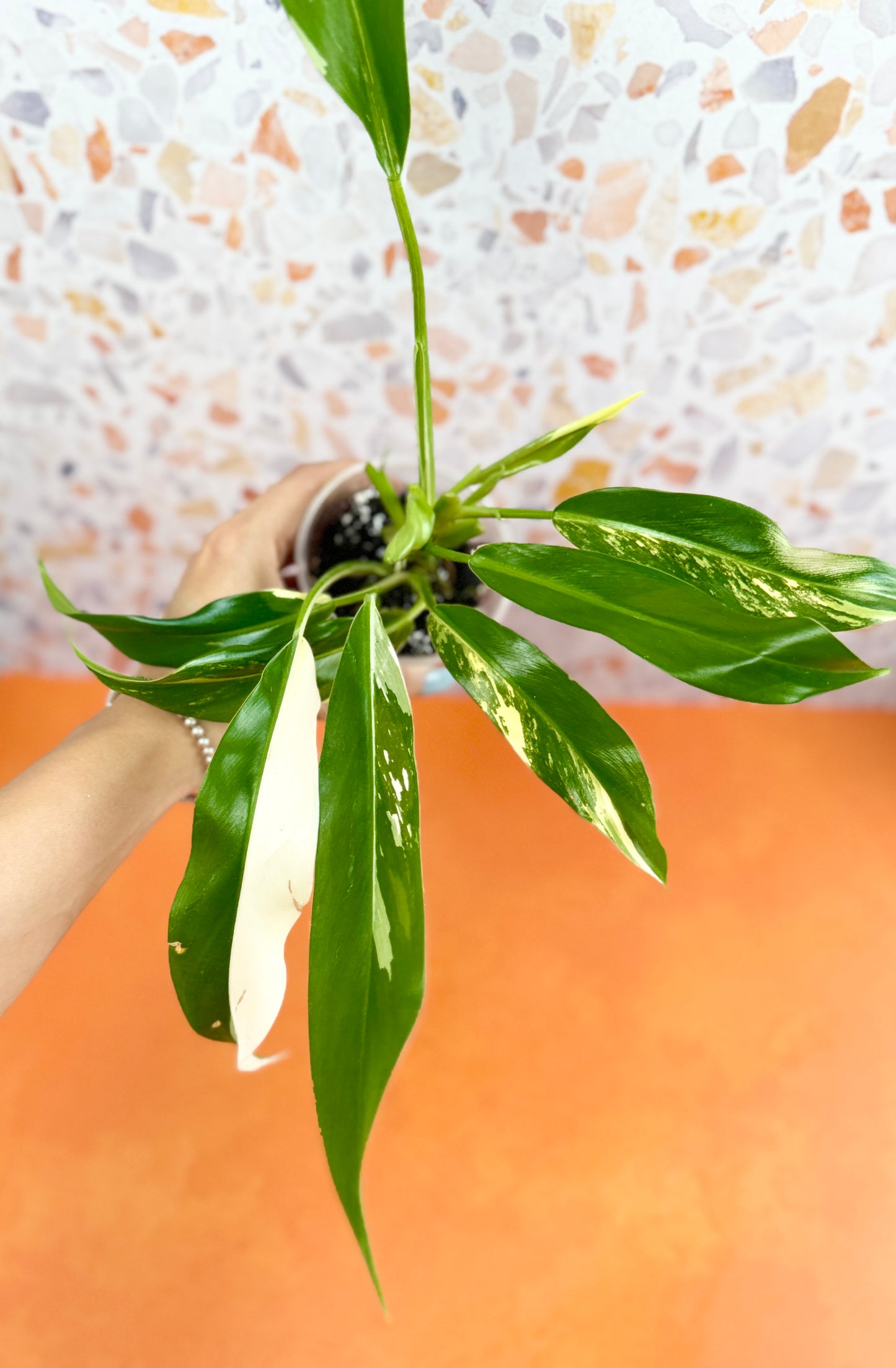 Philodendron Wende Imbe Variegated - AroidzOasis