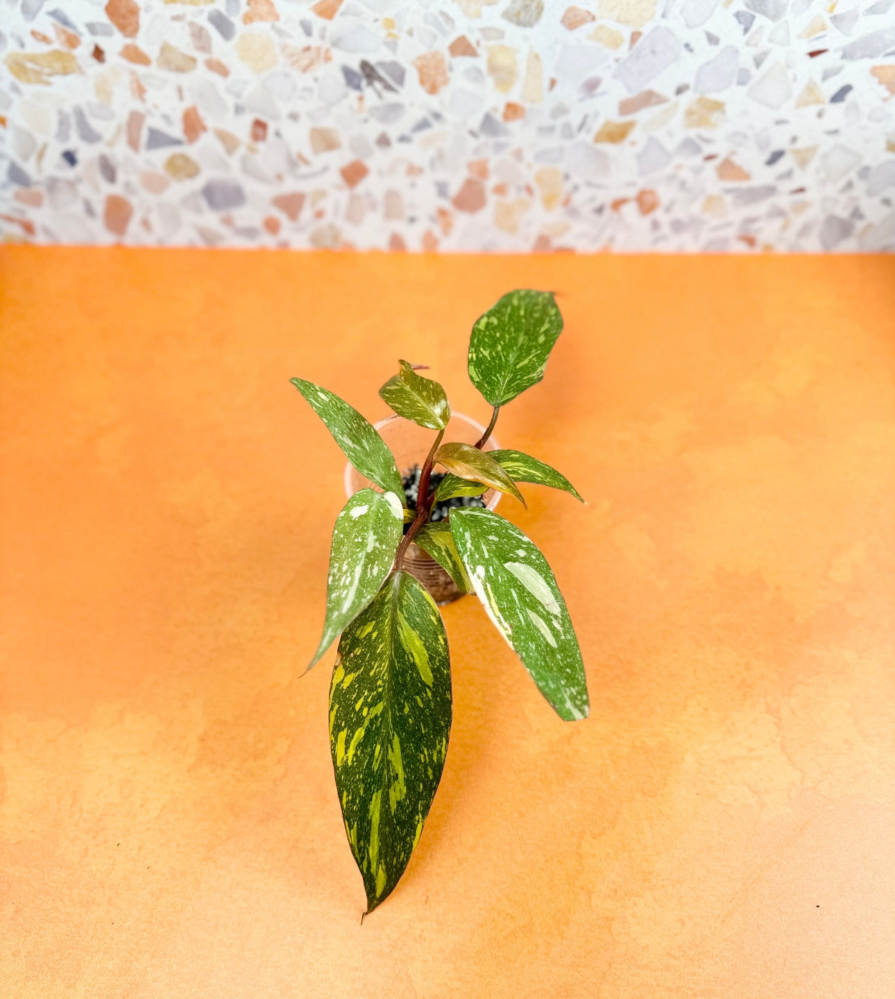 Philodendron Orange Princess - AroidzOasis
