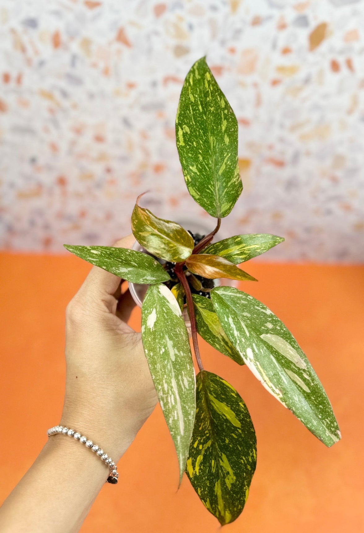 Philodendron Orange Princess - AroidzOasis