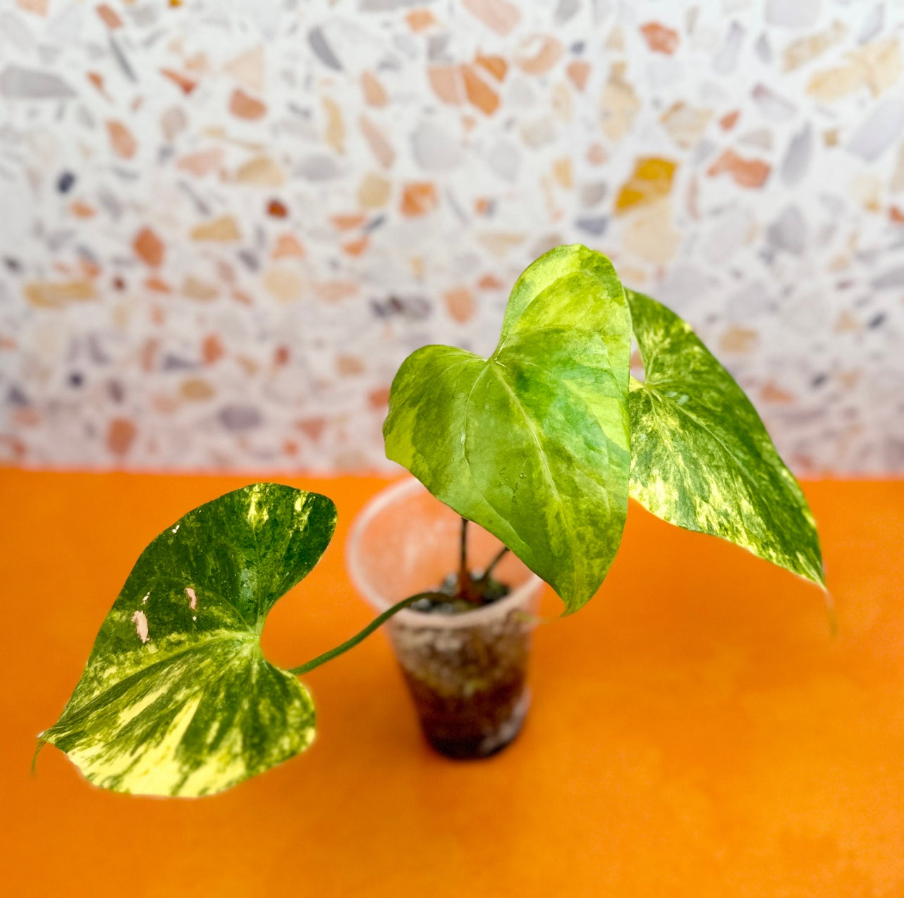 Anthurium Pterodactyl Variegated - AroidzOasis