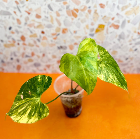 Anthurium Pterodactyl Variegated - AroidzOasis