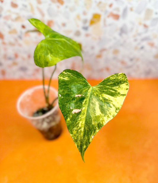 Anthurium Pterodactyl Variegated - AroidzOasis