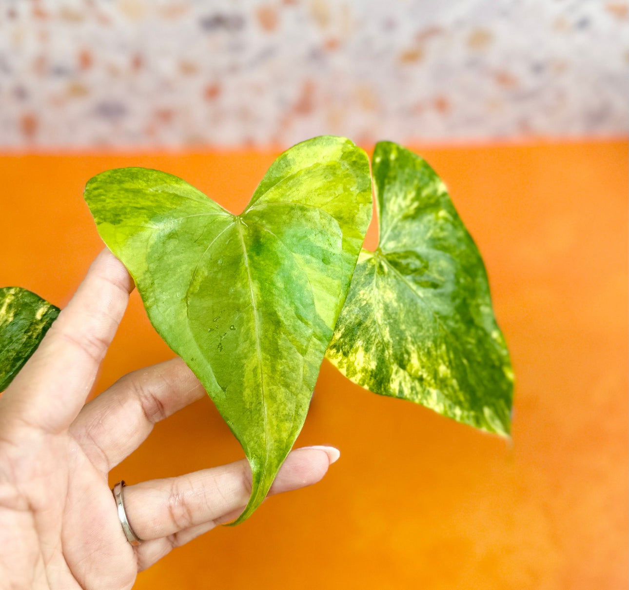 Anthurium Pterodactyl Variegated - AroidzOasis