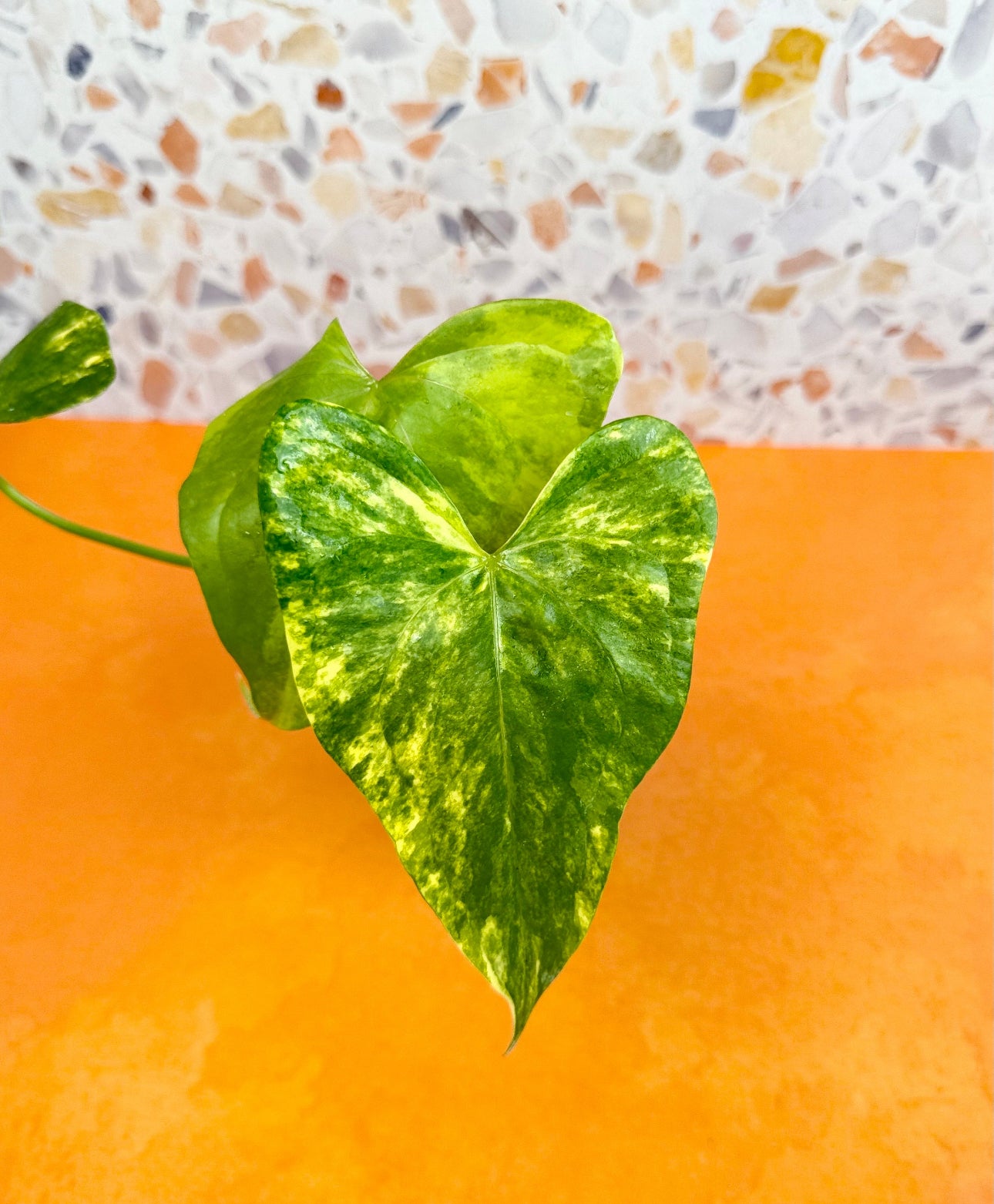 Anthurium Pterodactyl Variegated - AroidzOasis