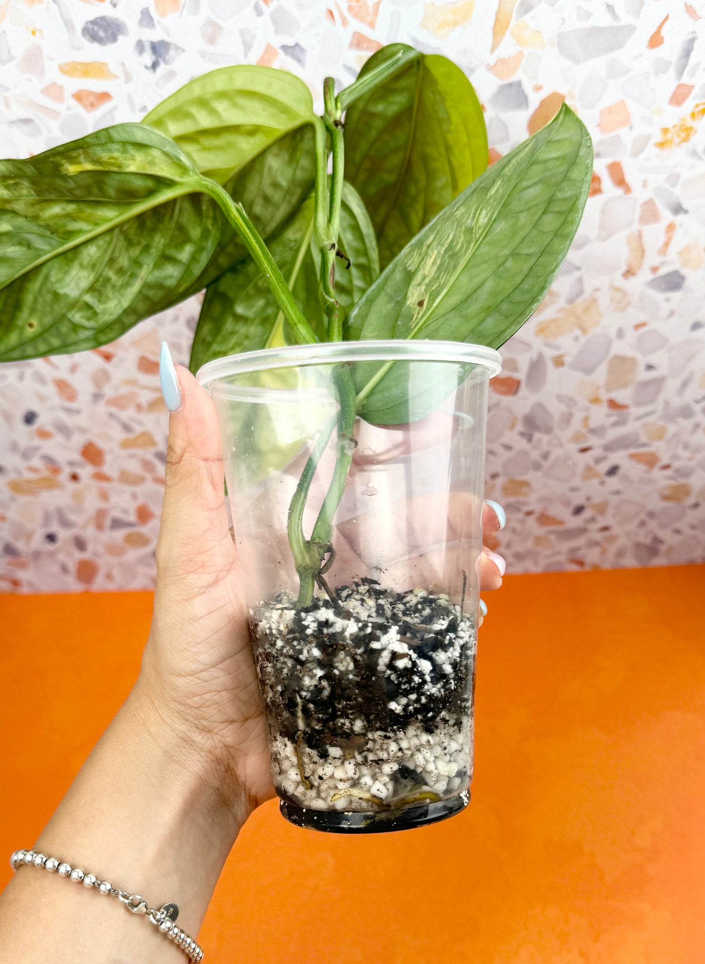 Monstera Peru Variegated