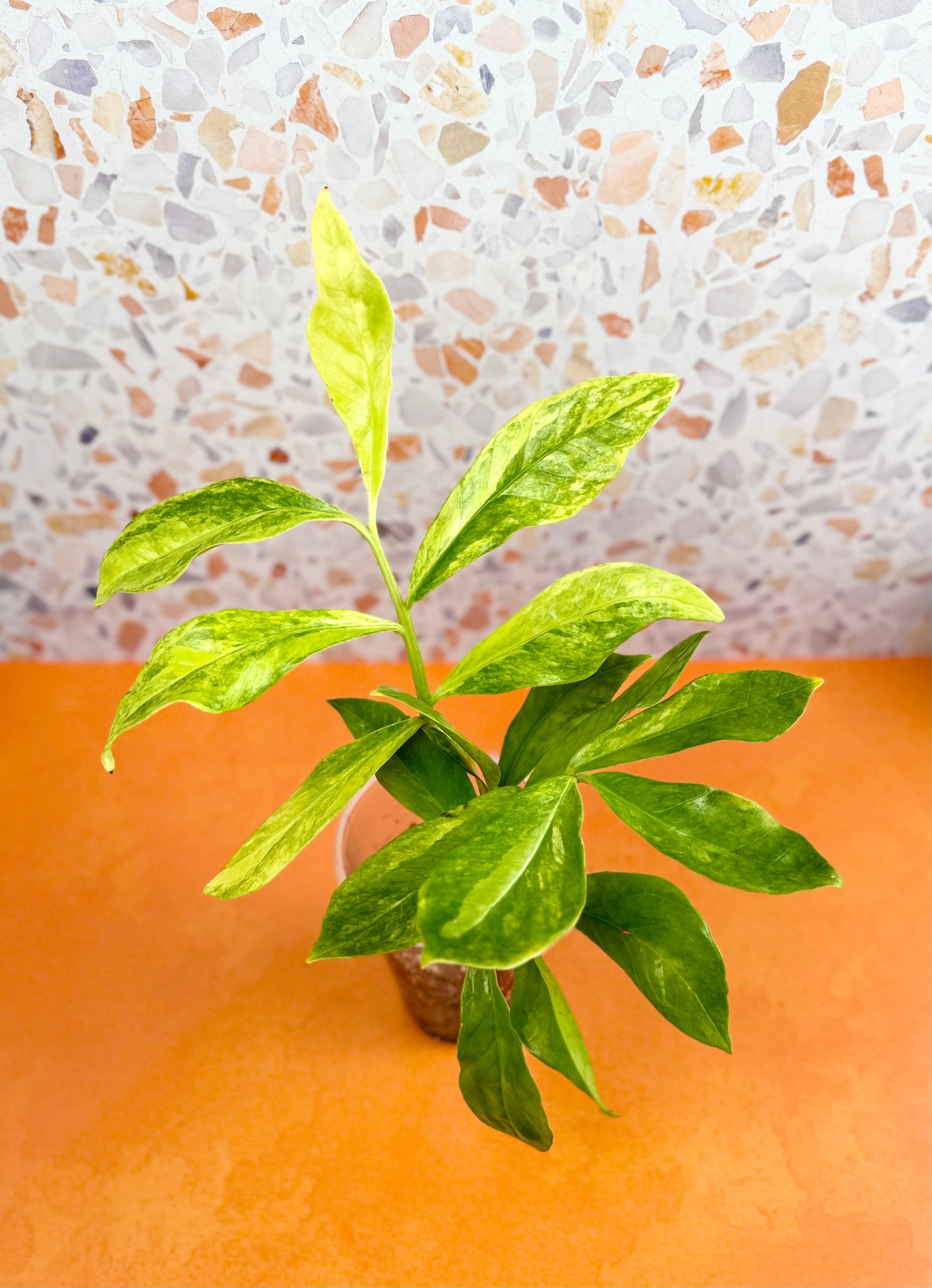 ZZ Plant Variegated