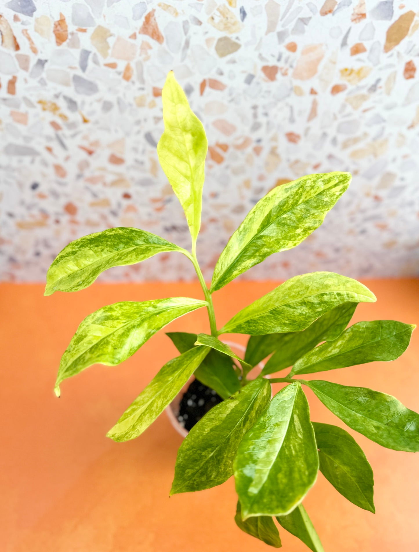ZZ Plant Variegated