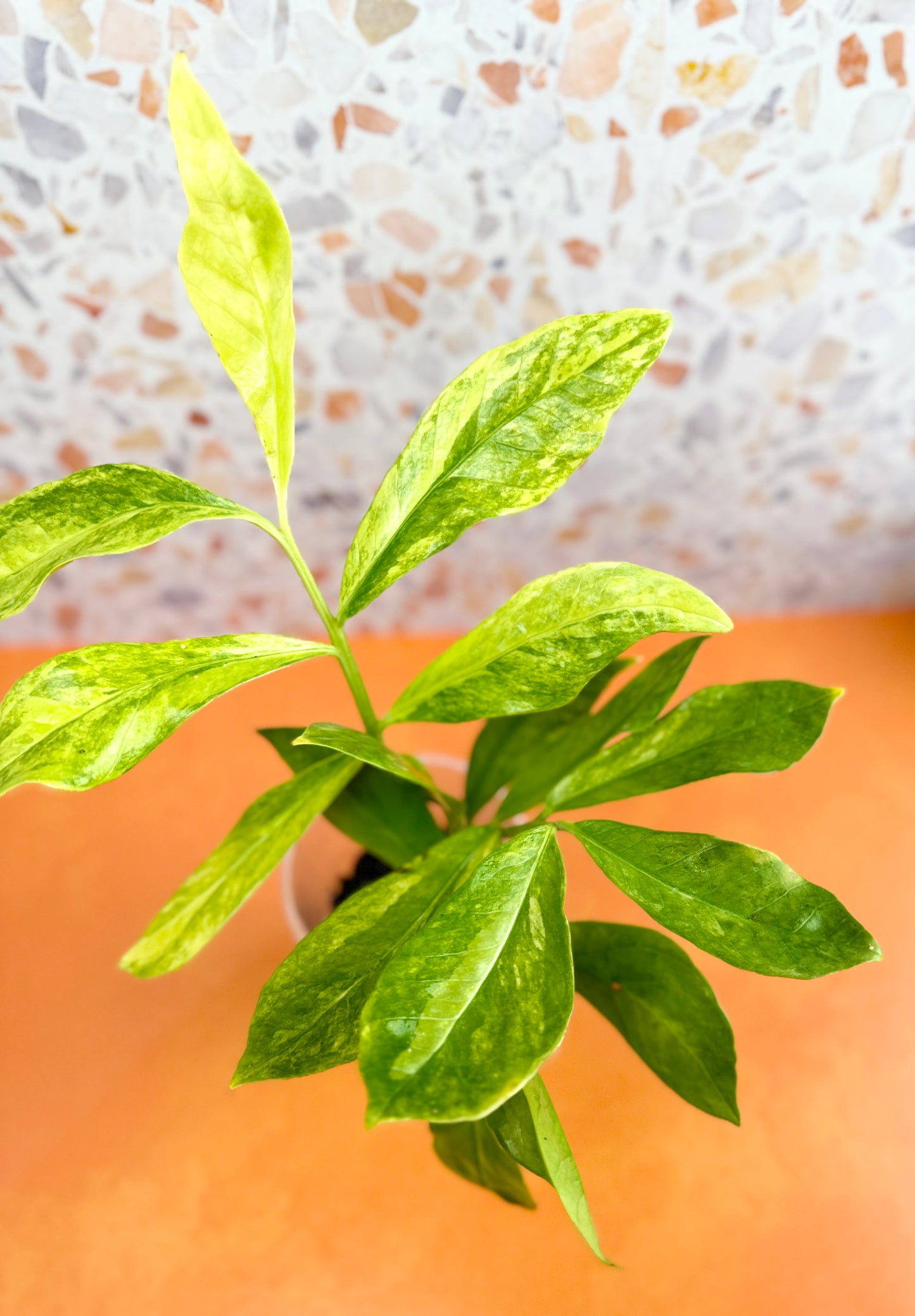 ZZ Plant Variegated