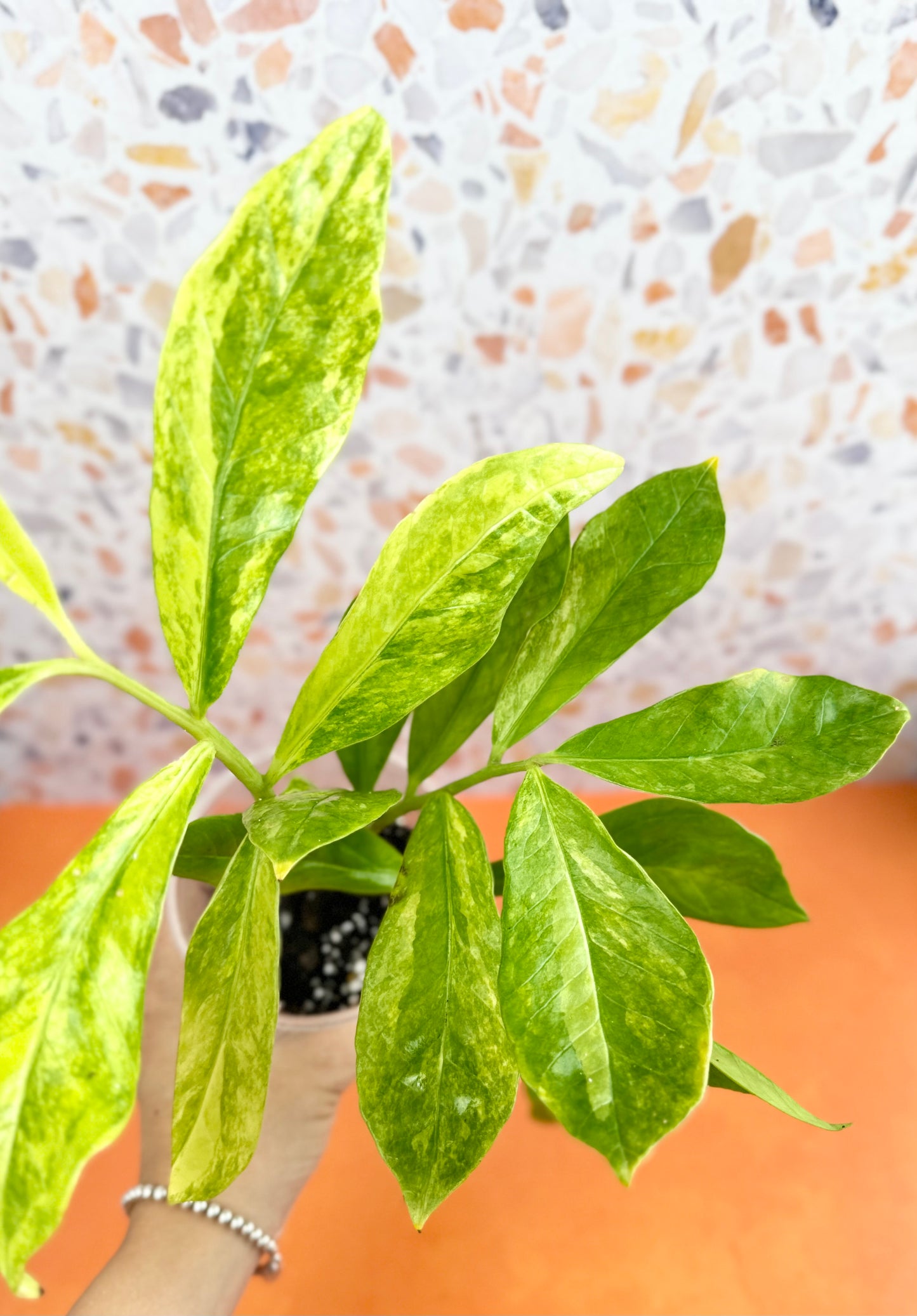 ZZ Plant Variegated