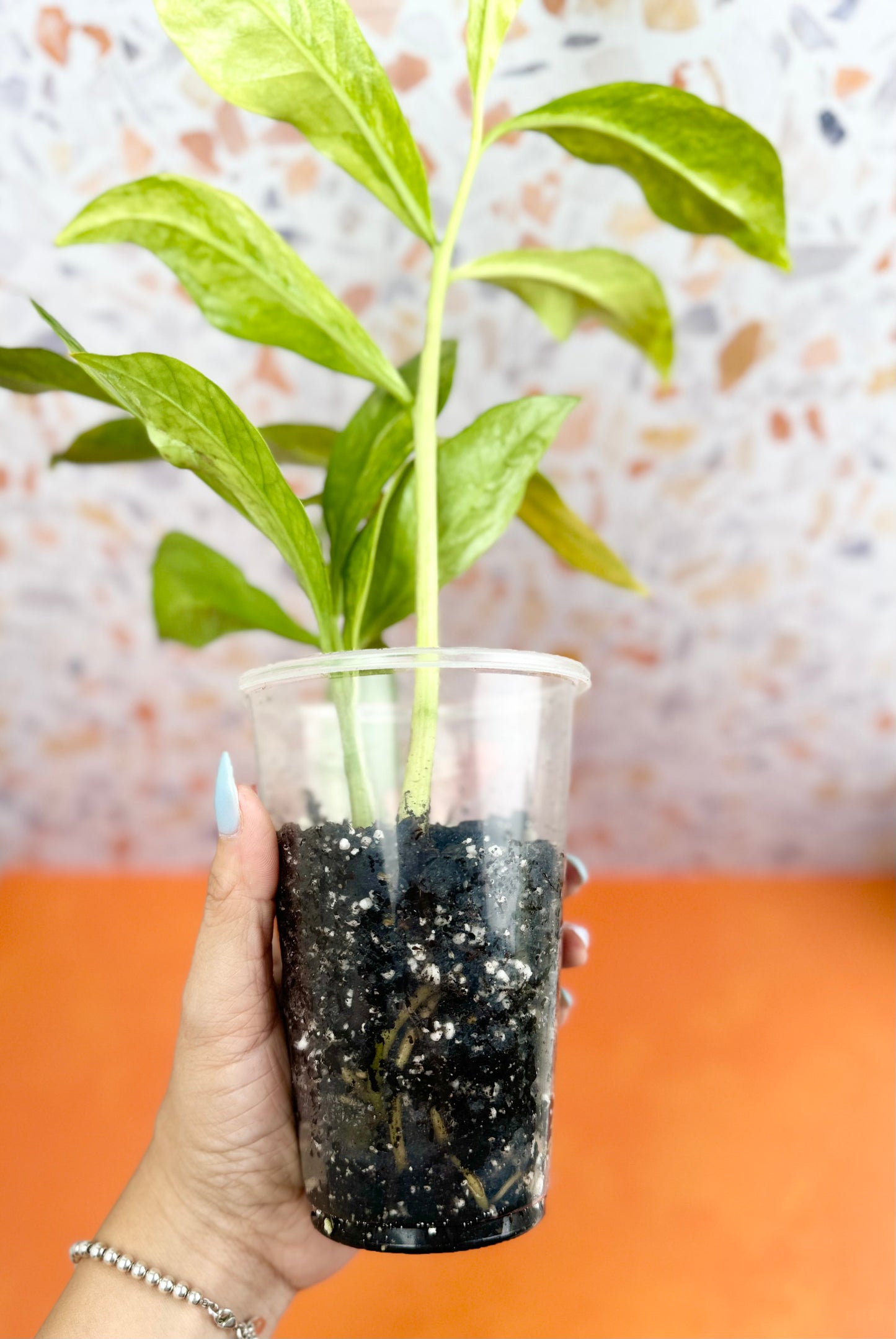 ZZ Plant Variegated