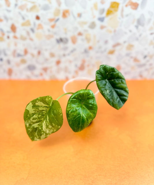 Alocasia Dragon Scale variegated - AroidzOasis