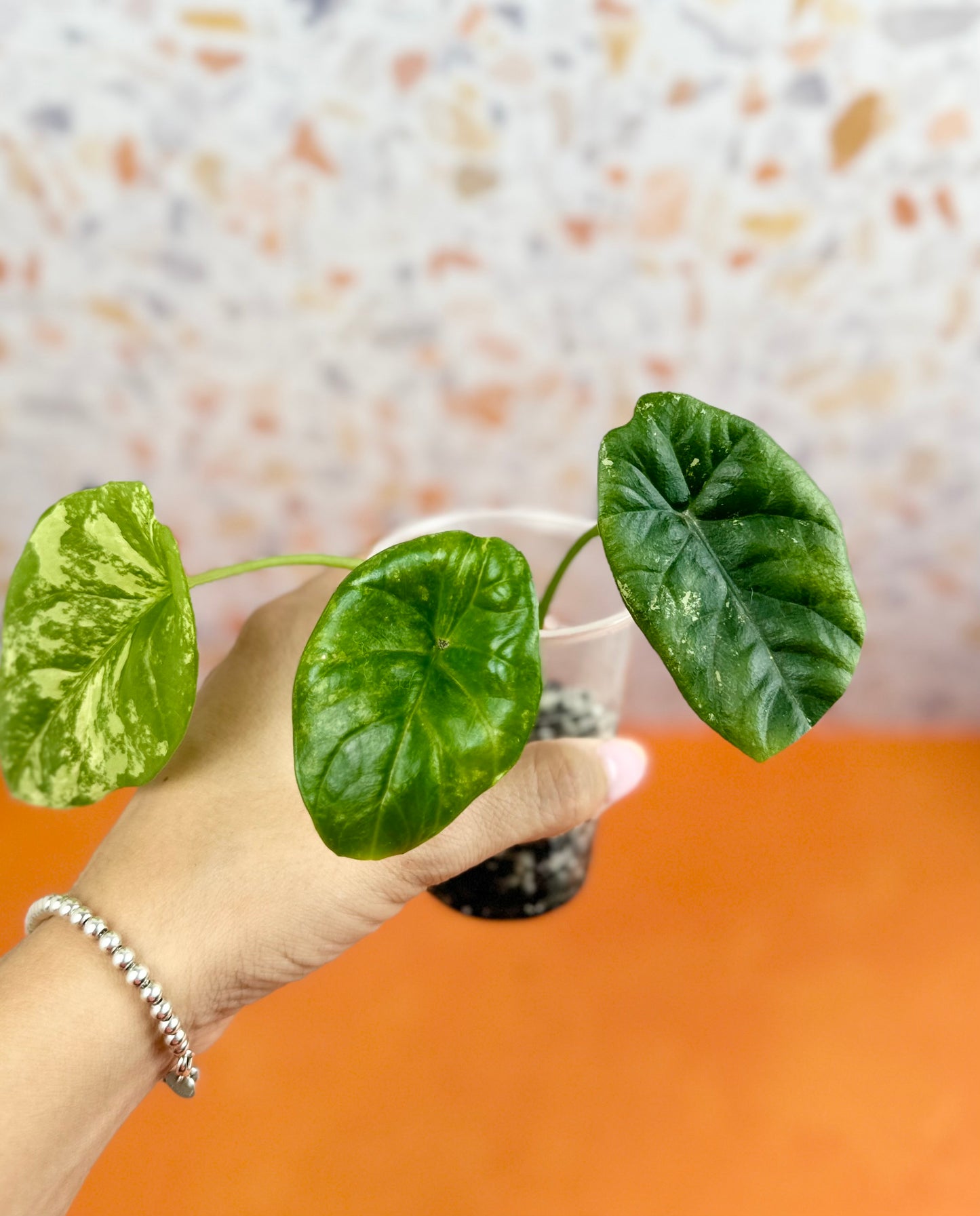 Alocasia Dragon Scale variegated - AroidzOasis