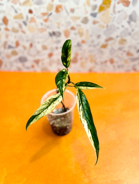 Rhaphidophora Lobbii Variegated