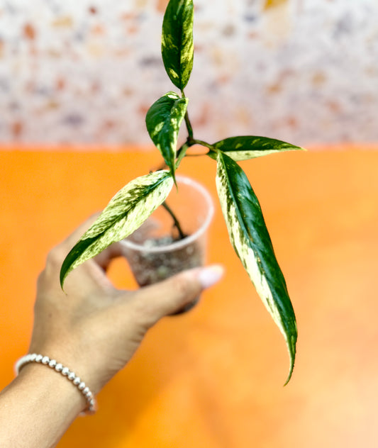 Rhaphidophora Lobbii Variegated