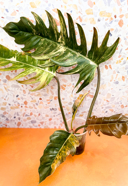 Philodendron Caramel Marble Variegated - AroidzOasis