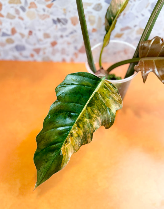 Philodendron Caramel Marble Variegated - AroidzOasis