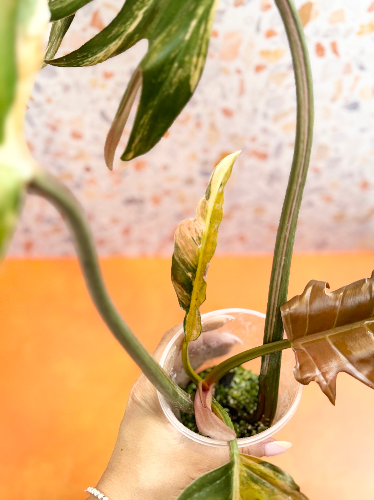 Philodendron Caramel Marble Variegated - AroidzOasis