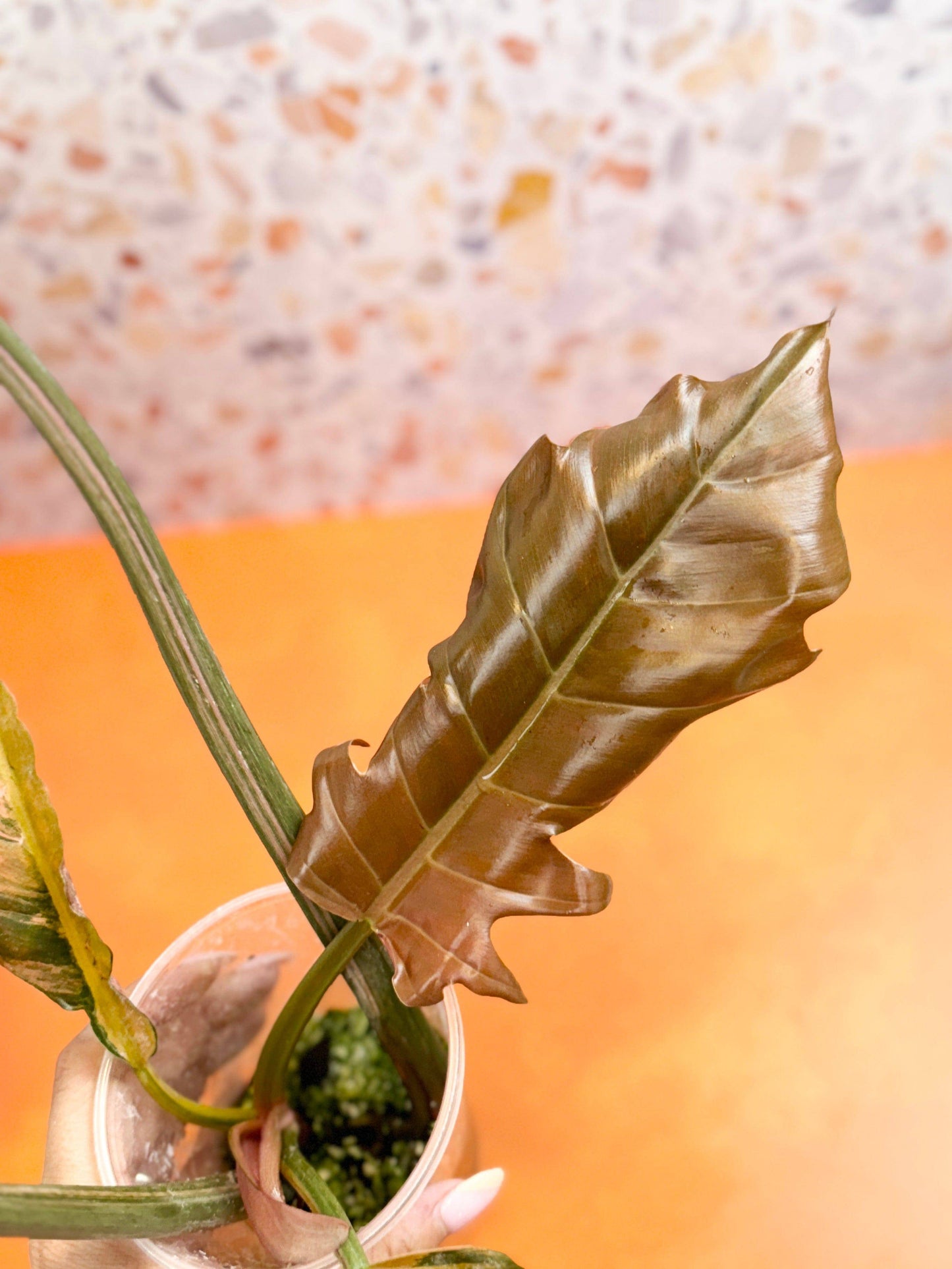 Philodendron Caramel Marble Variegated - AroidzOasis
