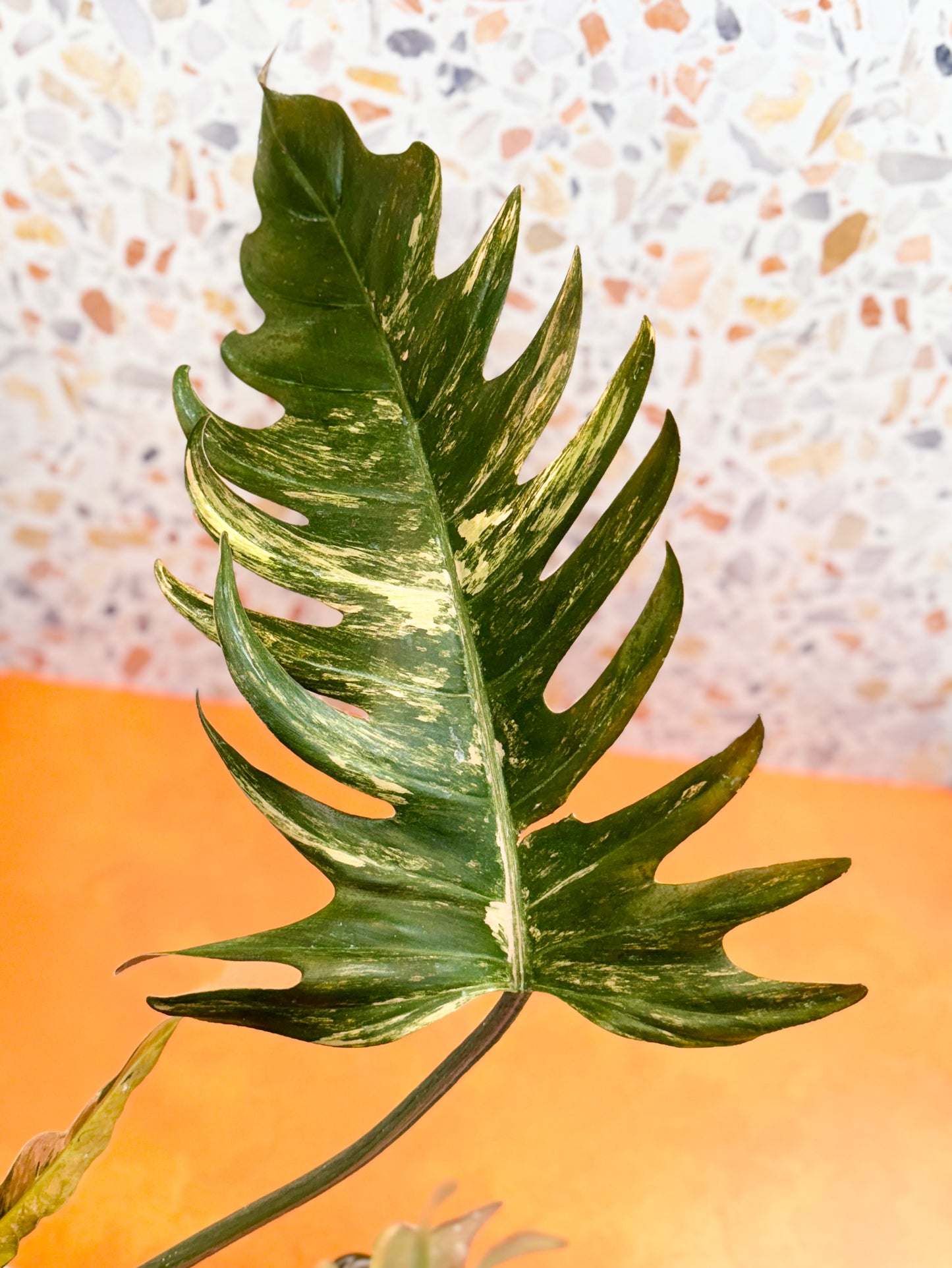 Philodendron Caramel Marble Variegated - AroidzOasis