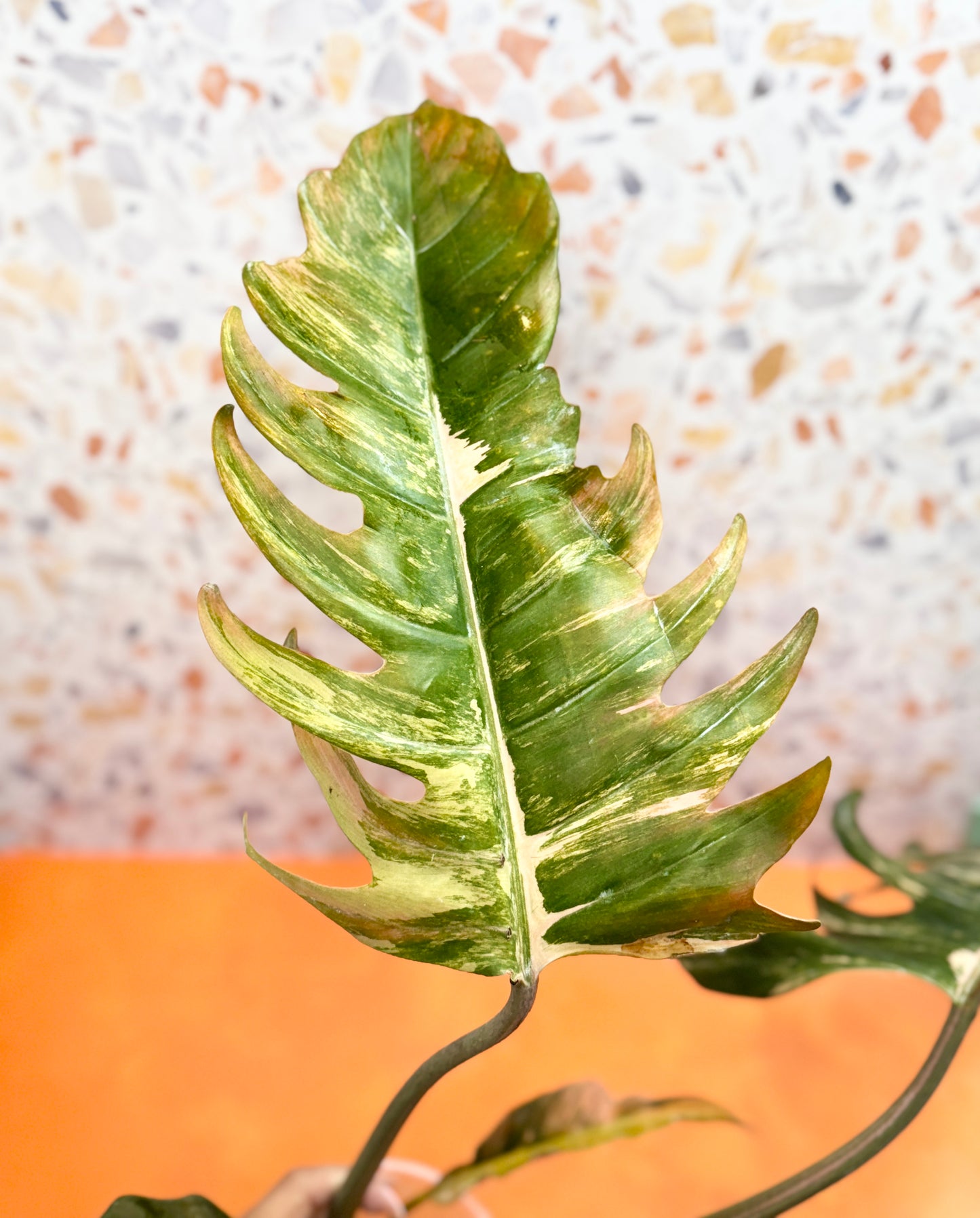 Philodendron Caramel Marble Variegated - AroidzOasis