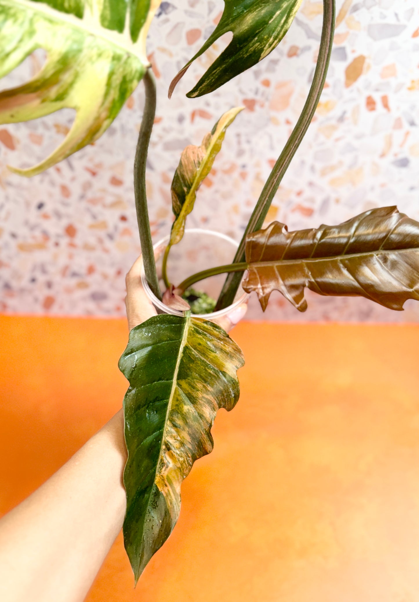 Philodendron Caramel Marble Variegated - AroidzOasis