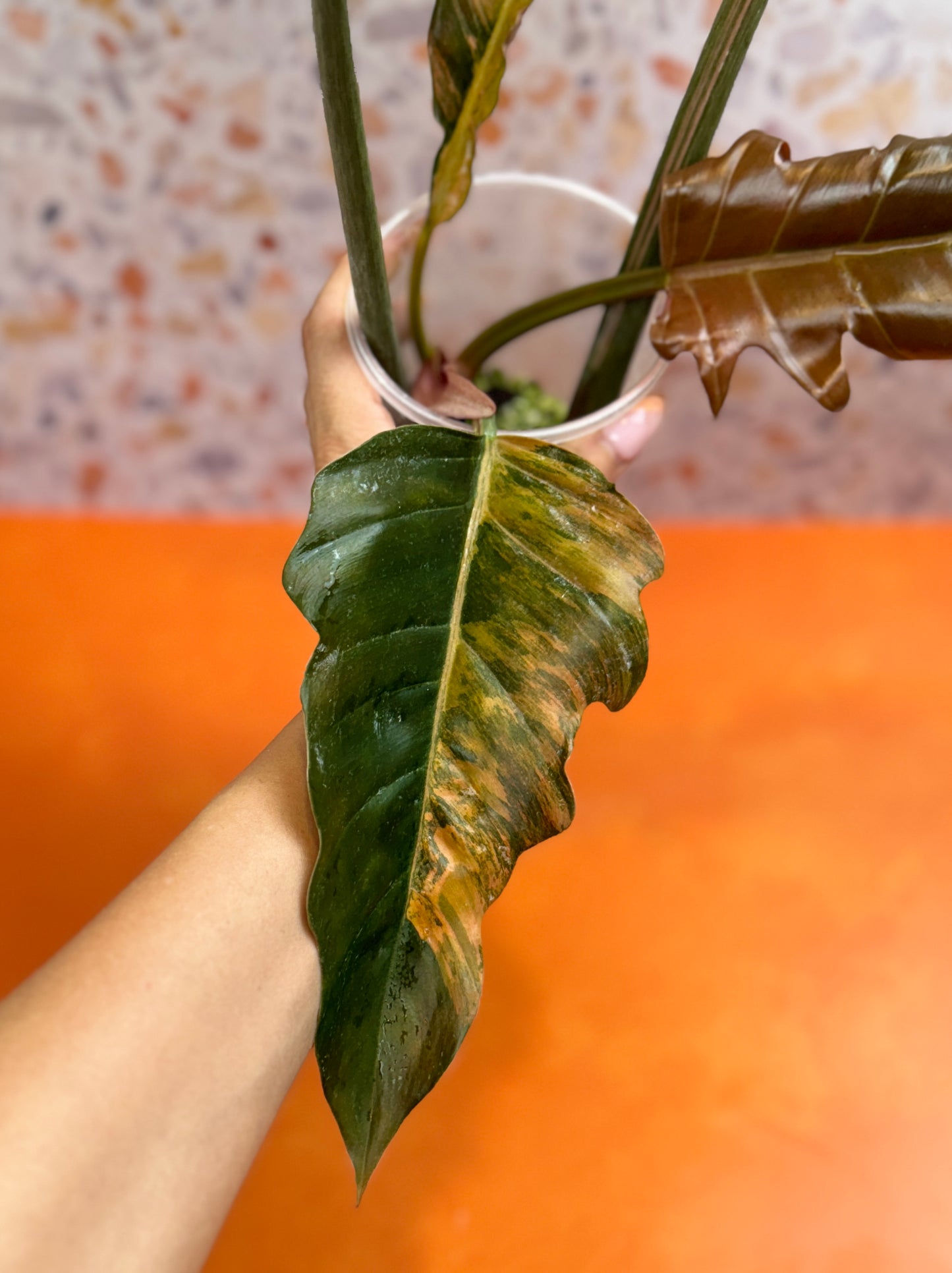 Philodendron Caramel Marble Variegated - AroidzOasis