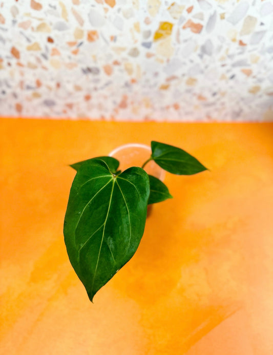 Anthurium Papillilaminum x Ace of Spades - AroidzOasis